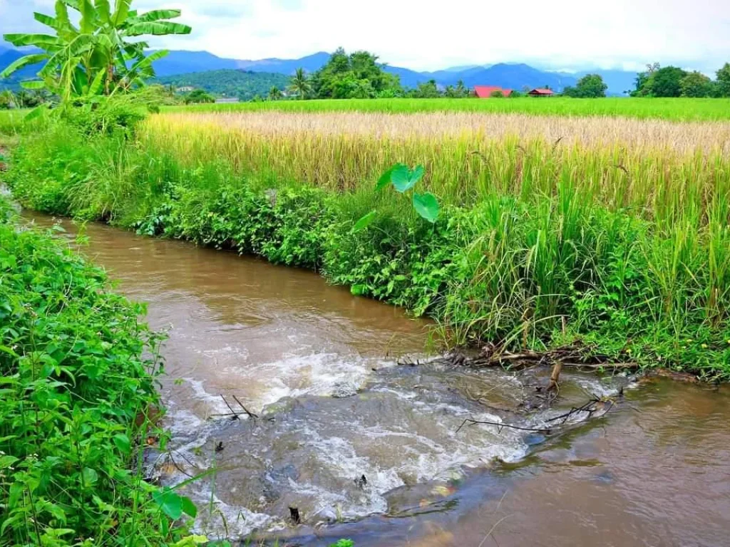 ขายที่นาวิวดอย ติดลำเหมือง วิวดอย แม่แจ่ม ราคาถูก