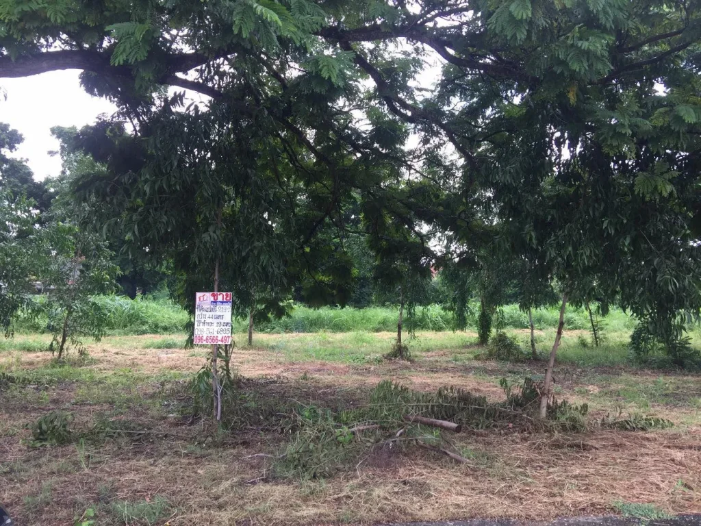 ขายที่ดินเลียบคลองสอง โครงการ Forest Park