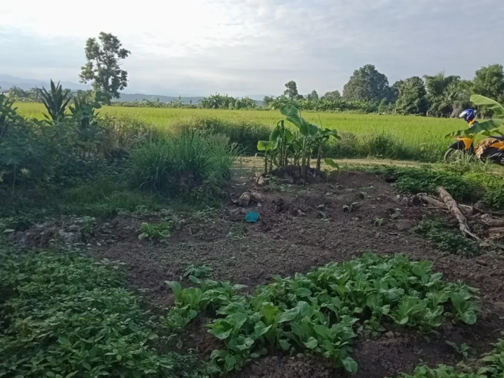 ที่ดินเปล่า สันโป่ง อแม่ริม