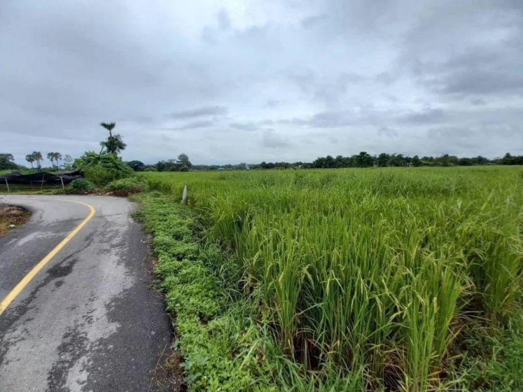 ขายที่นาป่าป้อง ดอยสะเก็ต เชื่อมต่อ สันกำแพง