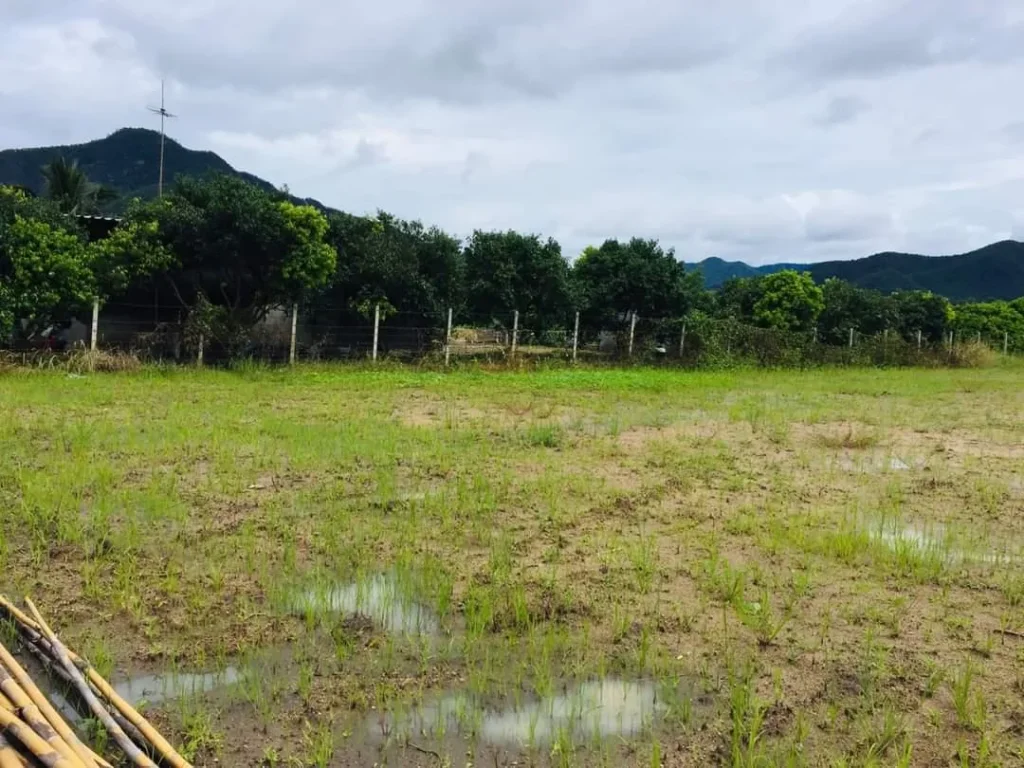 ขายที่ดินติดถนนร้องวัวแดง สันกำแพง ราคาถูก