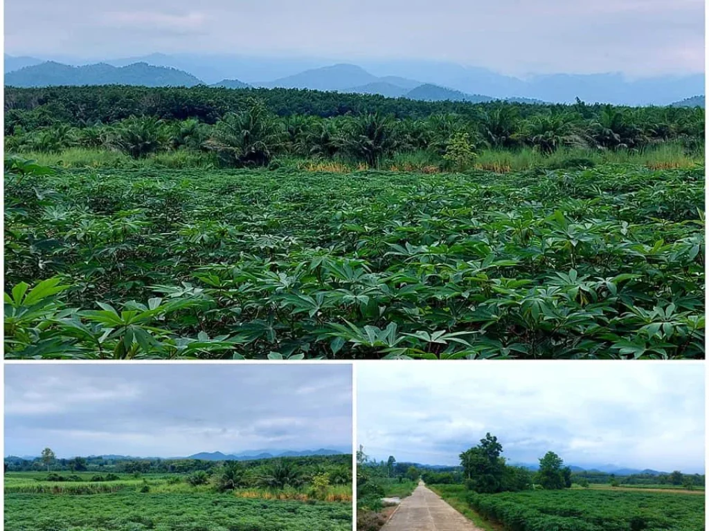 ที่ดิน นส3 150ไร่เศษ ติดถนนคอนกรีตไฟฟ้าปะปาผ่าน