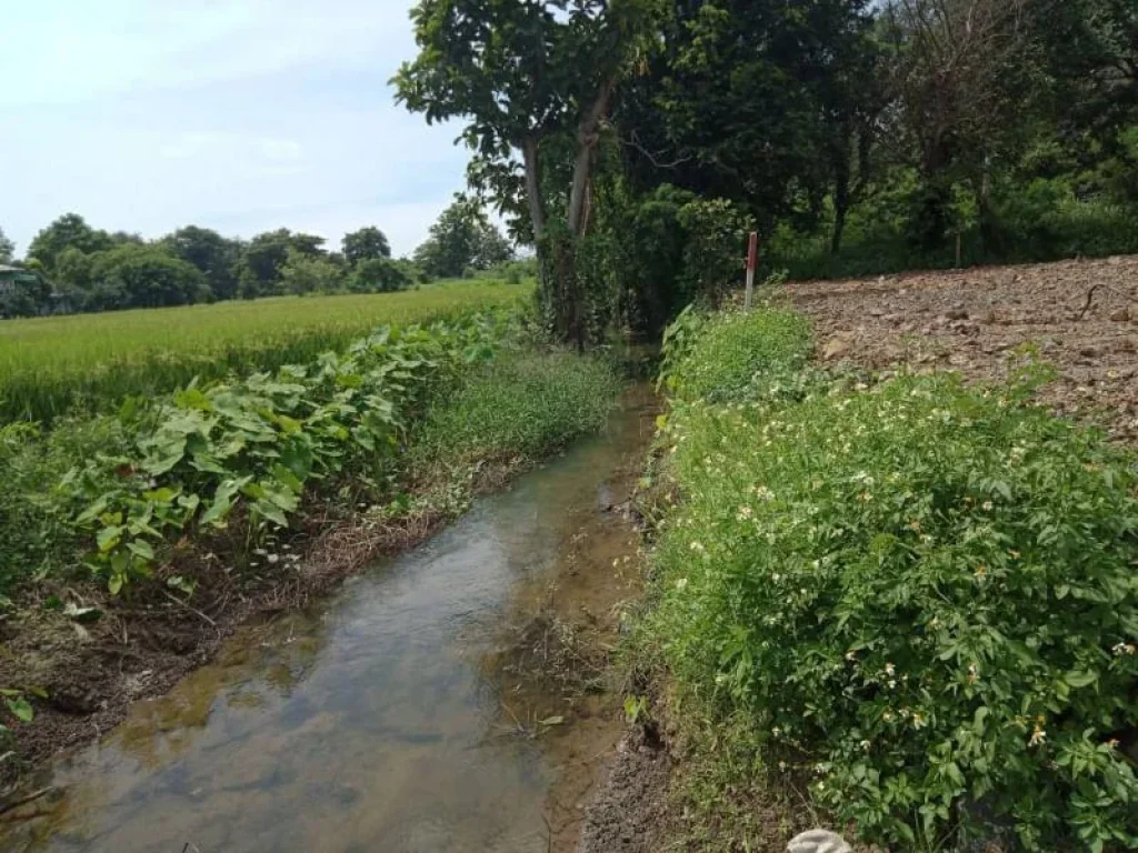 ขายที่ดินวิวดอยร้องวัวแดง สันกำแพง ราคาถูก