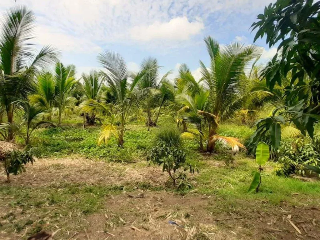 ขายด่วนที่สวนมะพร้าวน้ำหอม400ต้น มะม่วงมะนาวลำไยพร้อมแถมฟรีบ้านปูนชั้นเดียวสภาพดีและบ้านพักคนงาน เนื้อที่ 5-0-87ไร่