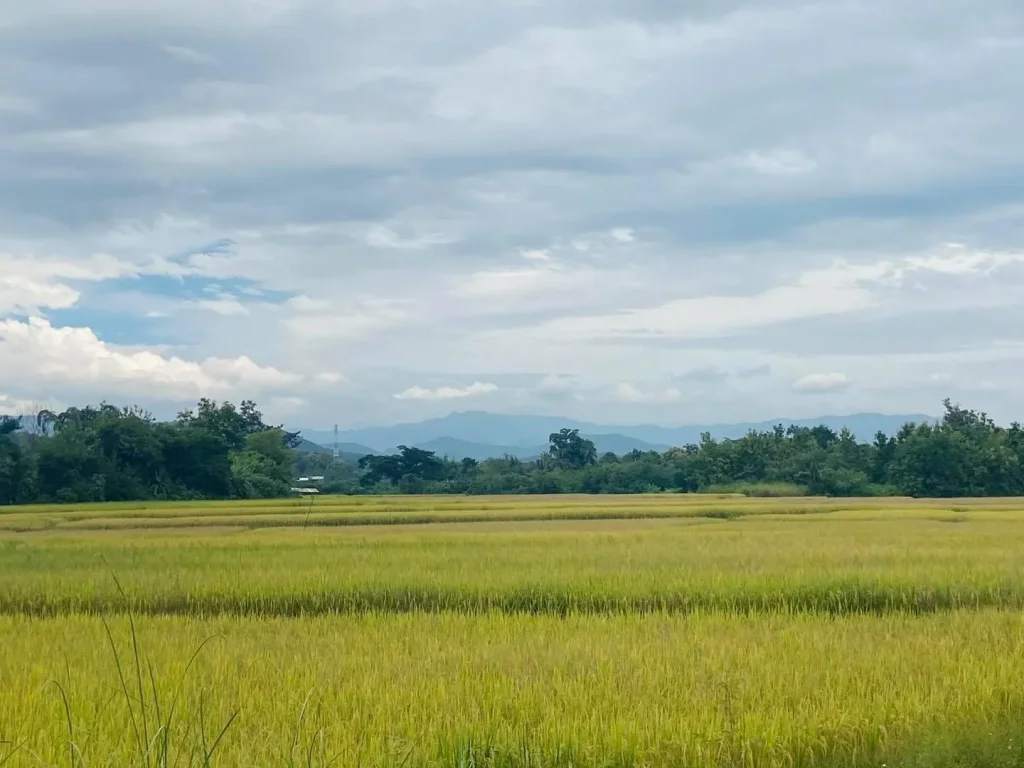 ที่ดินสวนใกล้เมืองเชียงใหม่