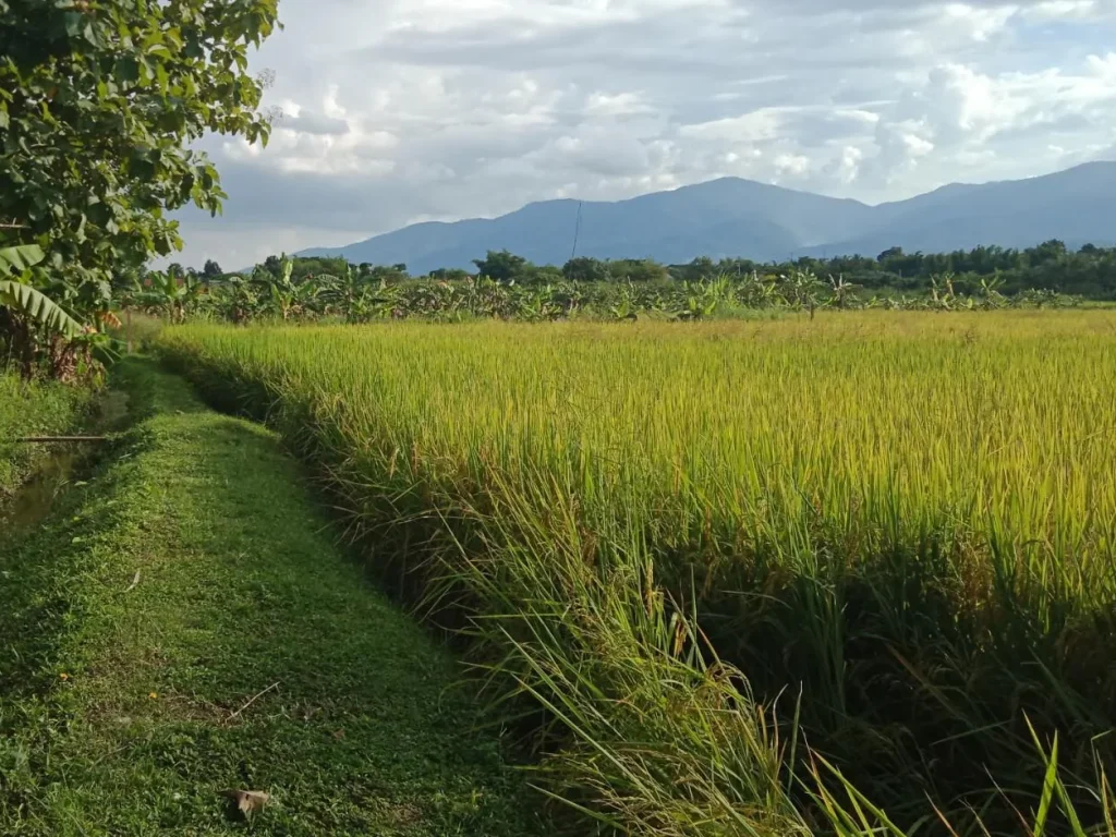 ที่นาติดถนนหลัก ห้วยทราย อแม่ริม