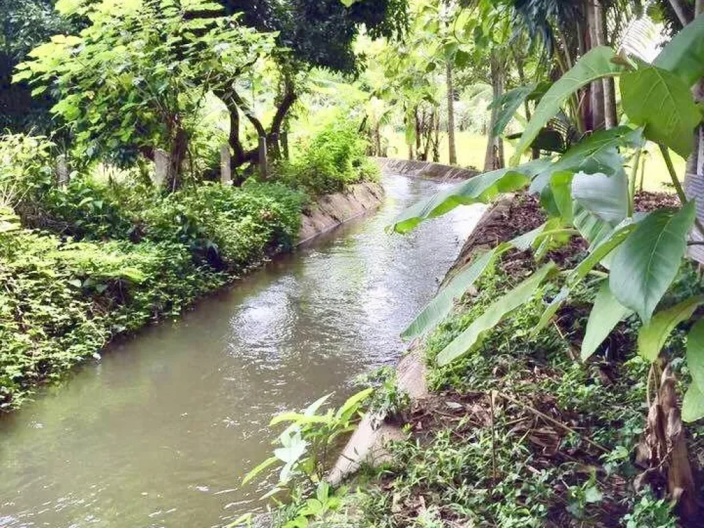 ขายที่ดินหลังติดลำเหมือง ลวงเหนือดอยสะเก็ต