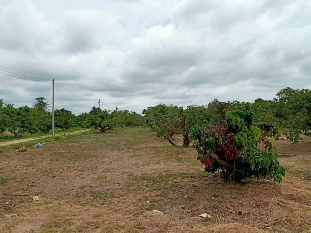 ขายที่สวนลำใยห่างถนนต้นยาง 500 เมตร สารภี