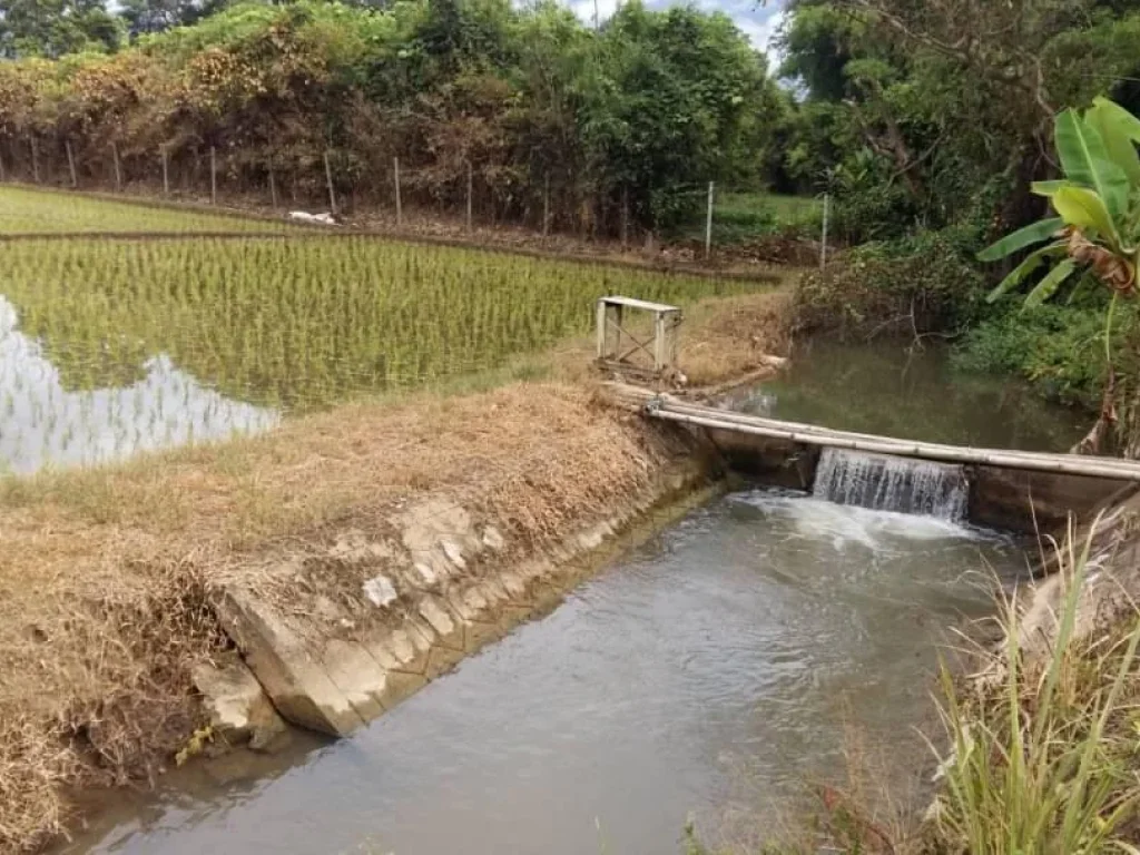 ขายที่นาติดธารน้ำ เชียงดาว ราคาถูก