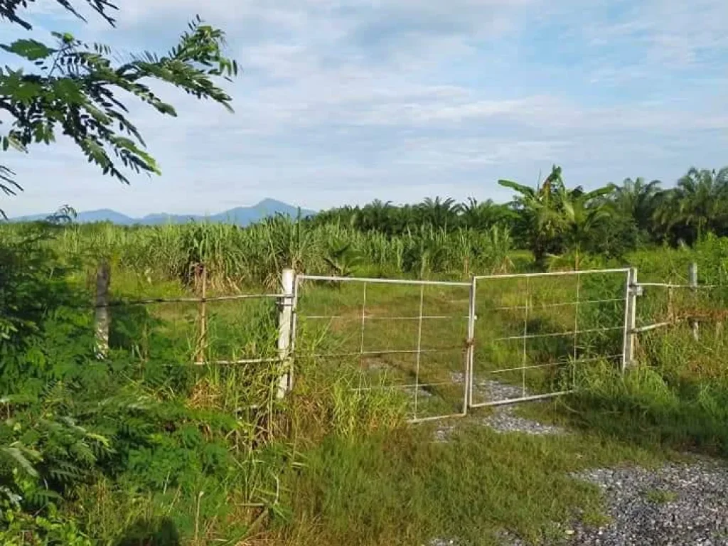 ขายที่ดิน 2100000 บาท ที่ดินสวนมะพร้าวอ้อย ประเภทโฉนด มีทางเข้าสาธารณะ ราคาขายต่อรองได้