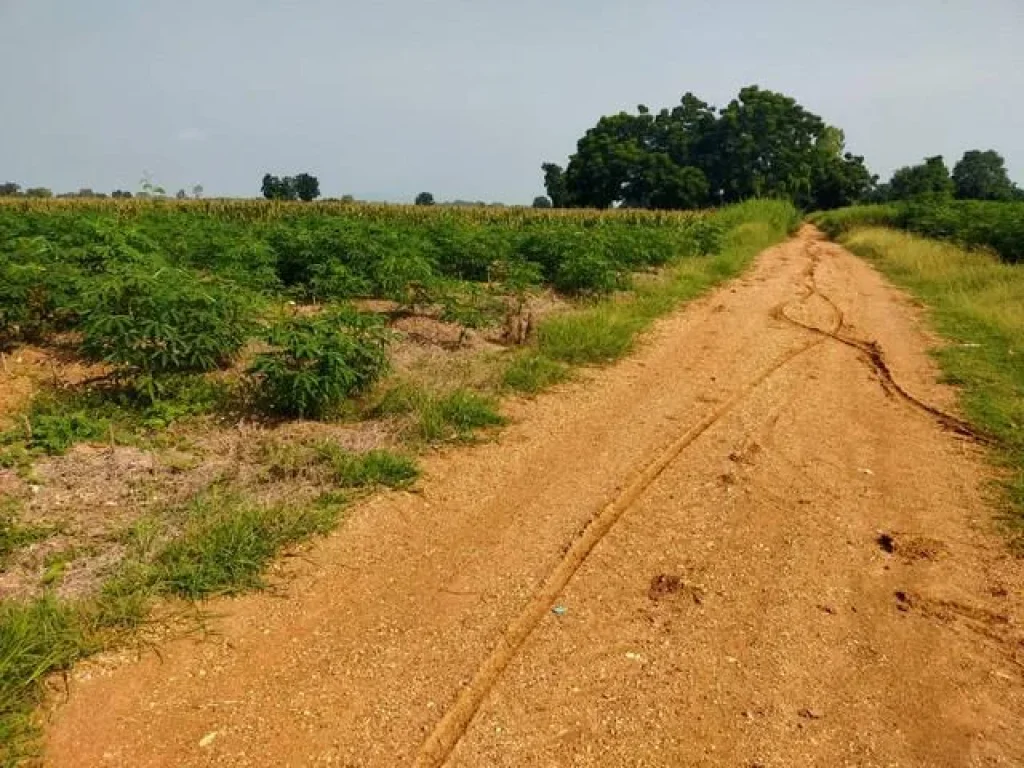 ขายที่ดินทำการเกษตรศรีเทพ