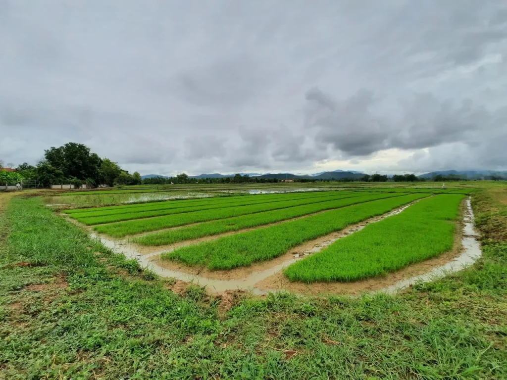 ขายที่ดิน วิวธรรมชาติ