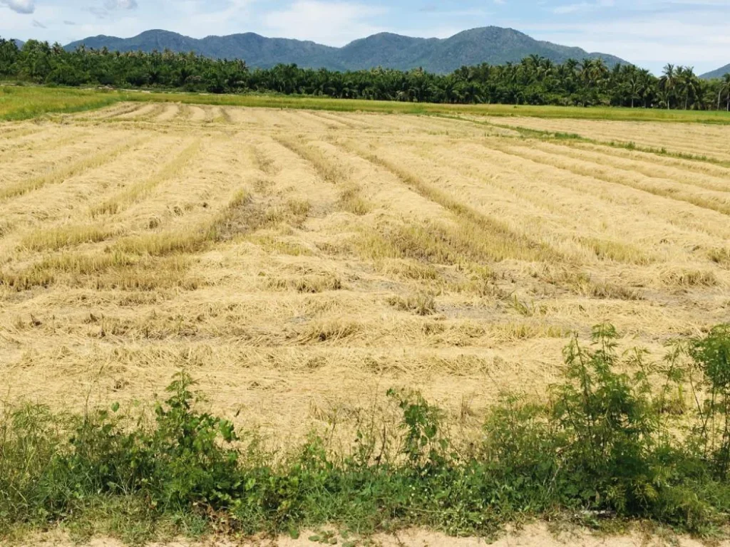 ขายที่ดินเพชรบุรี ชะอำ 4 ไร่