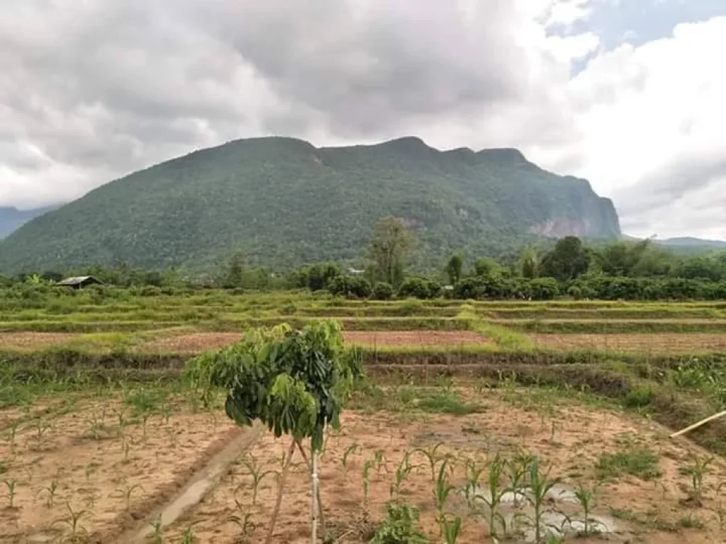 ขายที่ดินวิวภูเขา ดอยหลวง เชียงดาว ราคาถูก