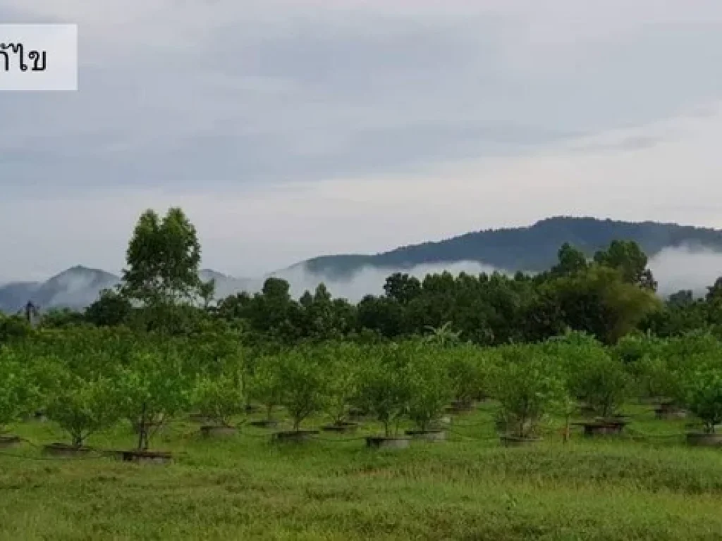 ขายที่ดินเกษตร แปลงใหญ่ ปับพื้นที่เรียบร้อย เนื้อที่ 92 ไร่ คลอบคลุม 2 จังหวัด สระบุรี นครนายก