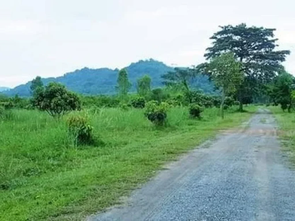 ขายที่ดินเกษตร แปลงใหญ่ ปับพื้นที่เรียบร้อย เนื้อที่ 92 ไร่ คลอบคลุม 2 จังหวัด สระบุรี นครนายก