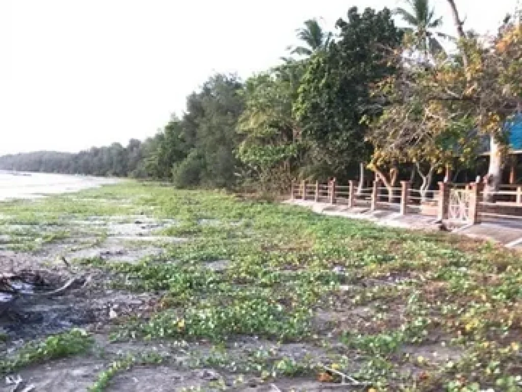 ขายบ้านพักริมทะเลหาดสำราญ จตรัง เนื้อที่ 258 ตรวา 2ห้องนอน ใกล้ร้านอาหารร่มสนซีฟู้ด