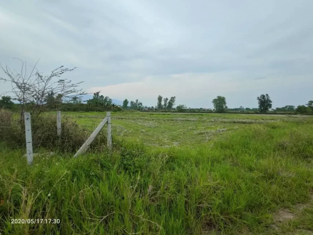 ขายสวนลำใย บ้านแหวน หางดง ราคาถูก