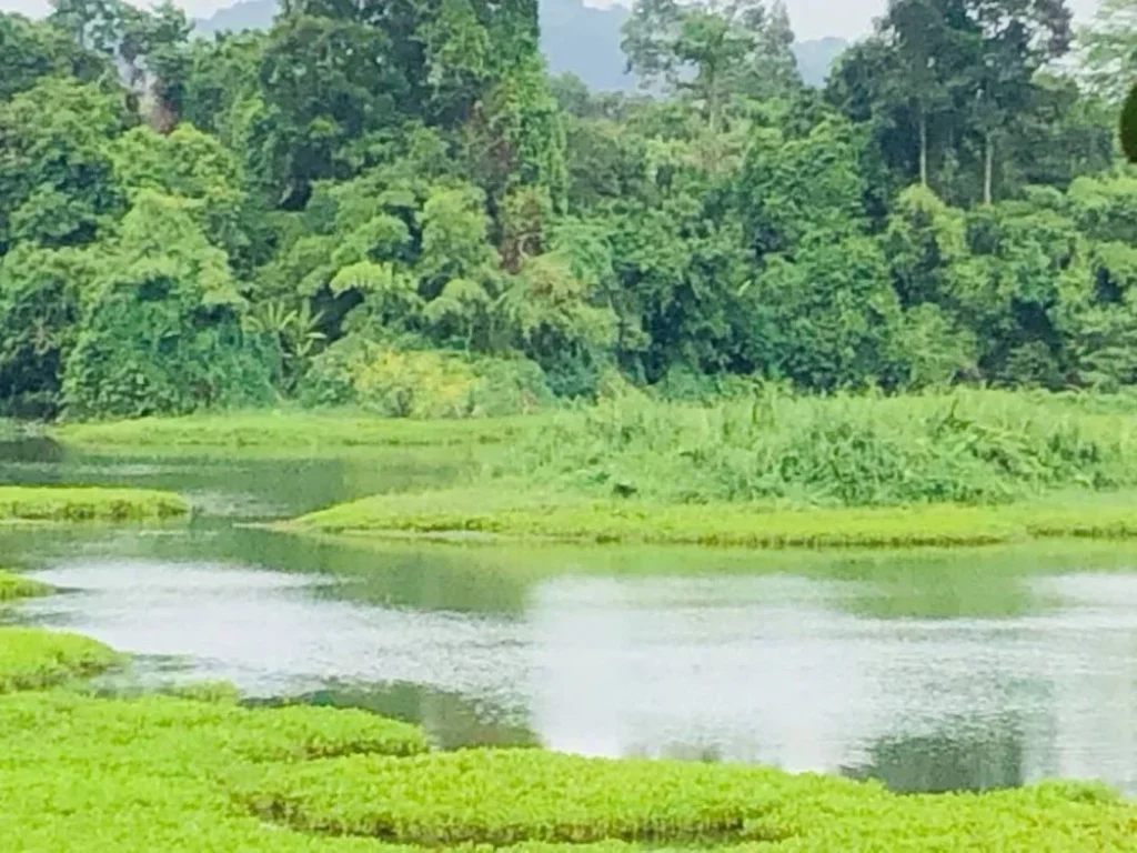 ที่สวน ติดน้ำ ราคาถูก ไกล้ทางหลวง มาก่อนได้ก่อน