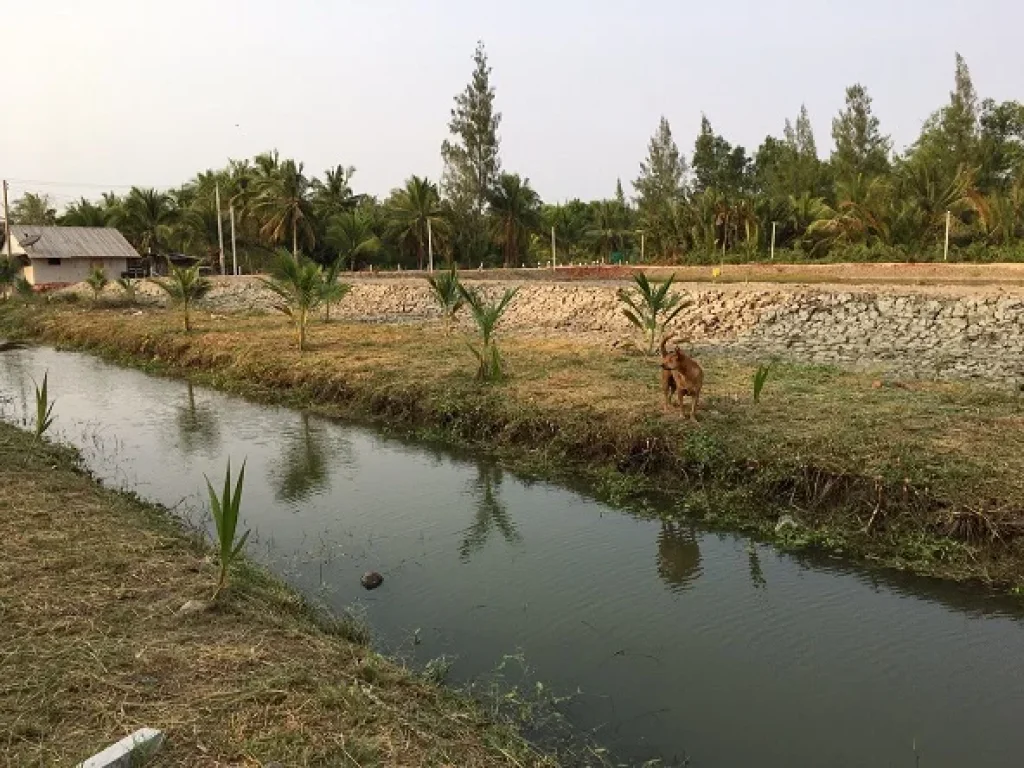 ขายที่ดินติดคลองใหญ่ ใกล้ถนนพระราม 2 แม่กลอง สมุทรสงคราม เจ้าของขายเอง