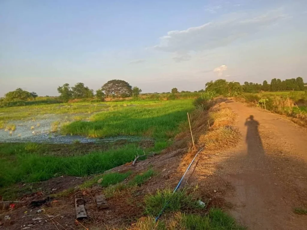 ขายที่ดิน 20 ไร่ อผักไห่ จอยุธยา