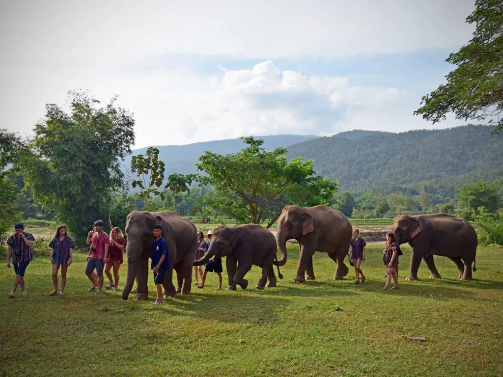 ขายปางช้างดอยอินทนนท์ 12 ไร่ 8 ล้านไม่รับนายหน้า