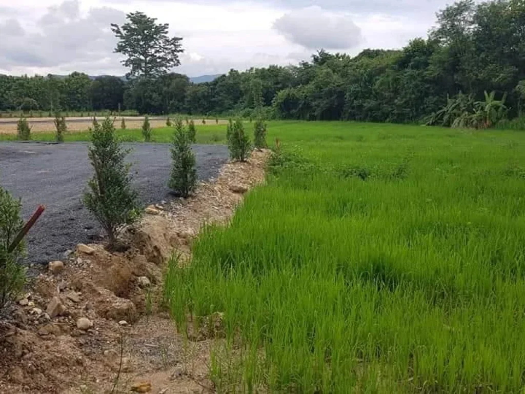 ขายที่นาร้องวัวแดง สันกำแพง ราคาถูก