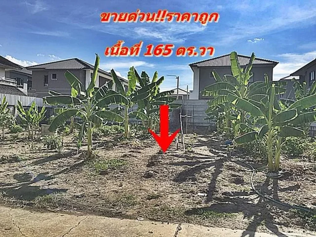 ขายที่ดิน ราคาถูก 165 วา ที่ดินบางคูรัด บางบัวทอง