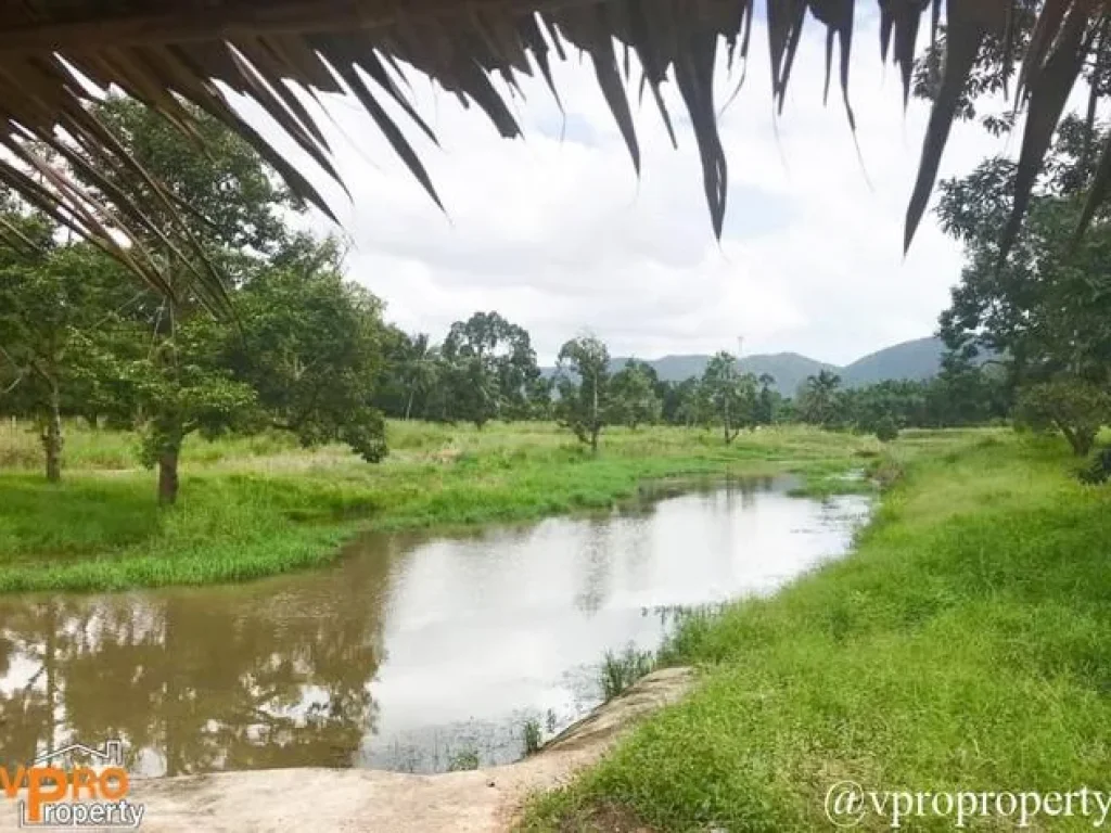 ขายสวนทุเรียน 25 ไร่ ทุ่งตะโก จังหวัดชุมพร