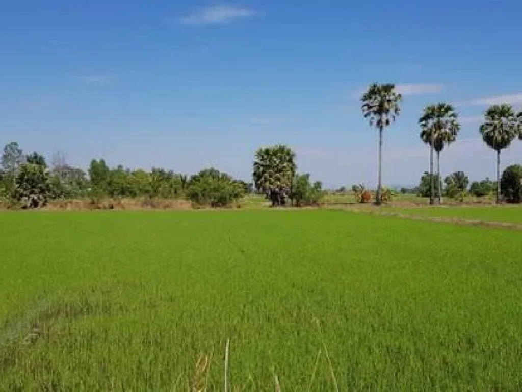 ขายที่ดินทรงสวย ตพิกุลออก บ้านนา นครนายก