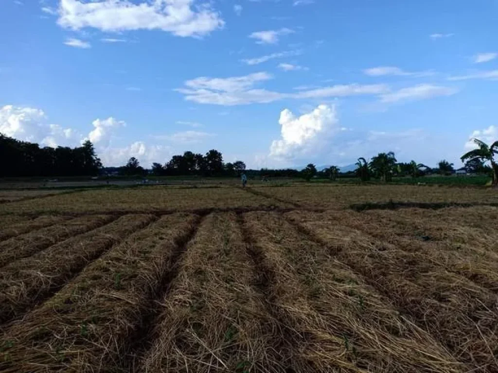 แนะนำที่ดินพร้อมขาย ท่าวังผา จังหวัดน่าน