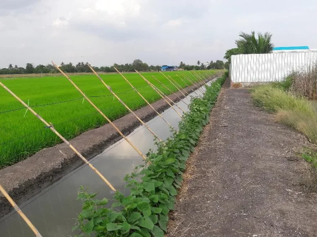 ที่สวย น้ำใส แหล่งชุมชน 200 ตรว บรรยากาศดี ติดที่นาโฉนดพร้อมโอน