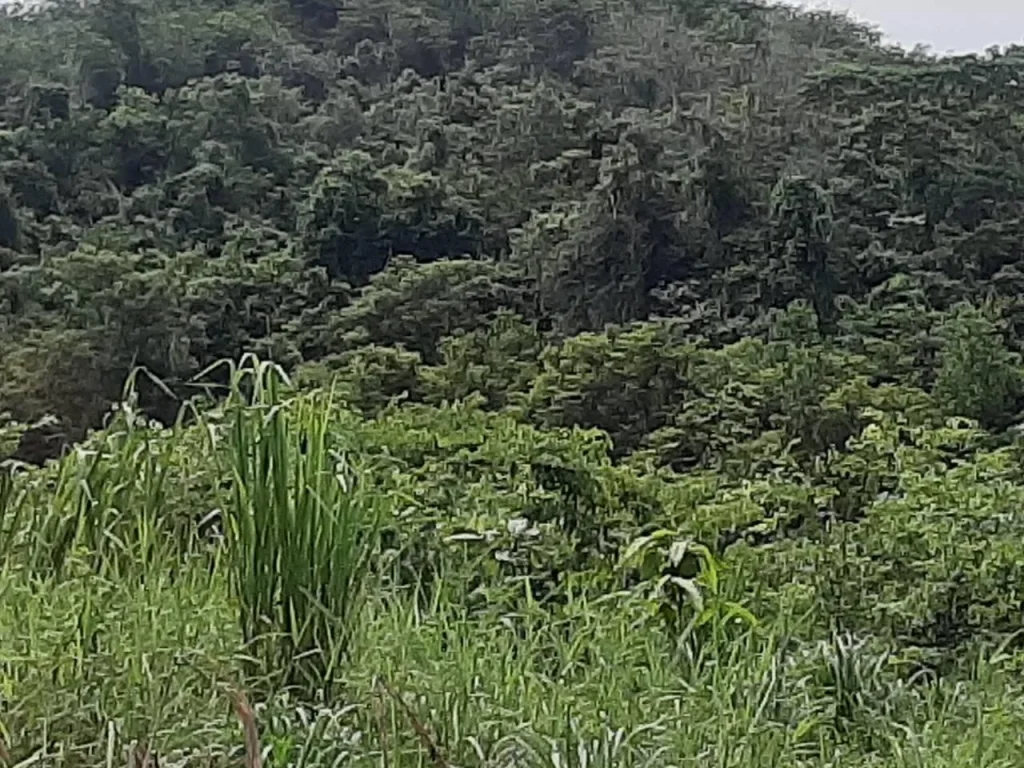 ขายที่ดินทำฮวงซุ้ย หน้าทะเล หลังติดเนินเขา และติดถนนสุขุมวิท 11 ไร่