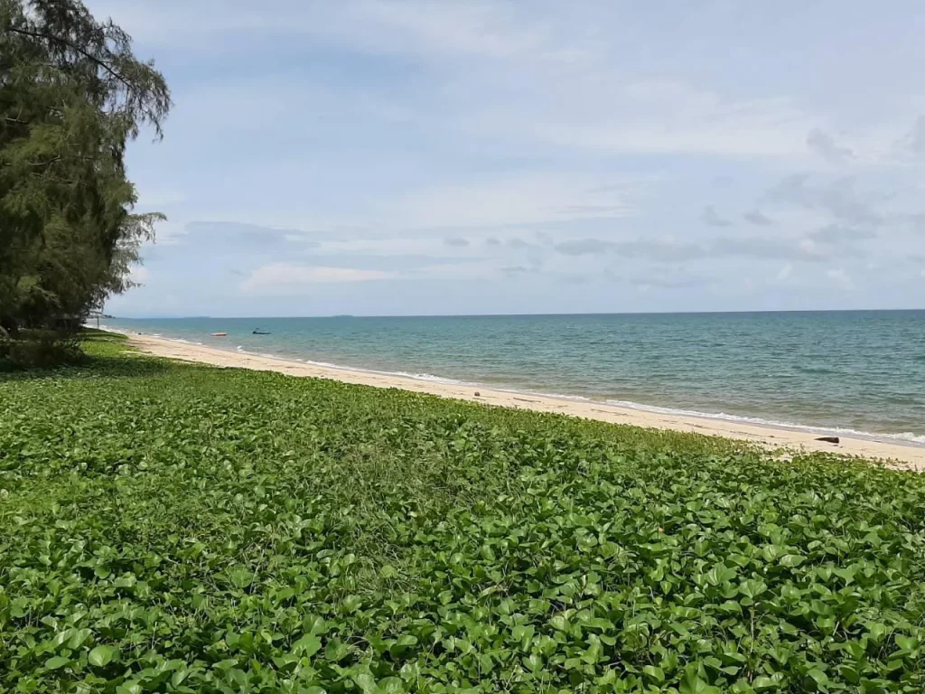 ขายที่ดินติดทะเลหาดพลา บ้านฉาง หาดส่วนตัว โฉนด 74 ไร่ ติดสนามบิน และหาดทรายขาวสะอาด