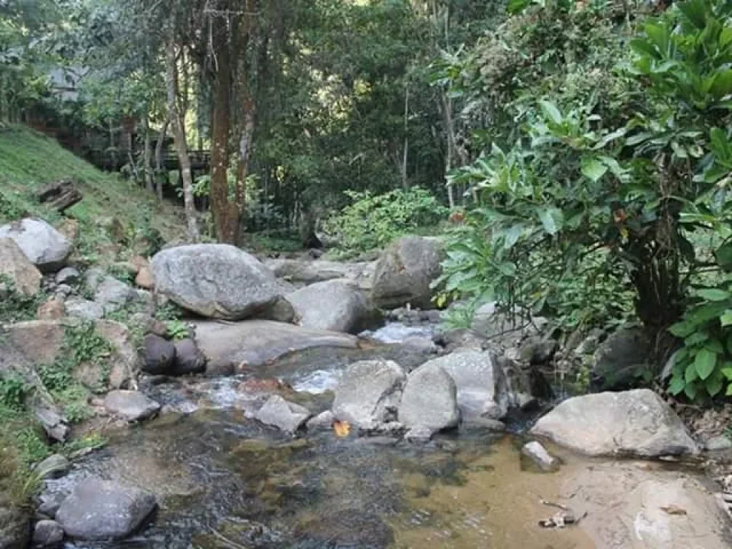 ขายที่ดินติดน้ำห่างถนนหลักเพียง 50 เมตร ป่าเมี่ยง ดอยสะเก็ต