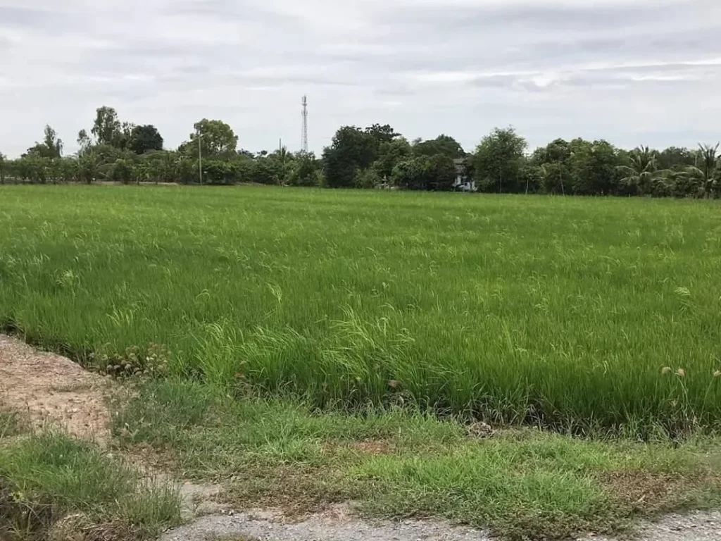 ขายที่ดิน 18 ไร่ติดถนนบ้านคลองเจ้า นราภิรมย์ บางเลน