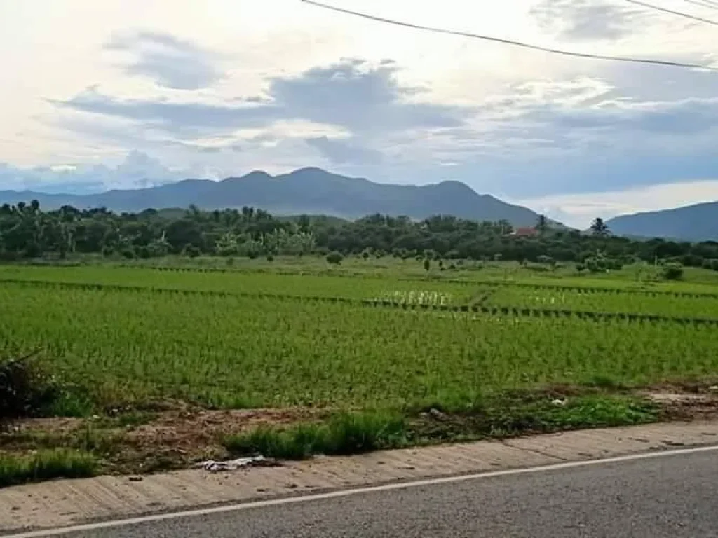 ขายที่นาทุ่งปี้ ติดถนน วิวทุ่งนา ดอยภูเขา