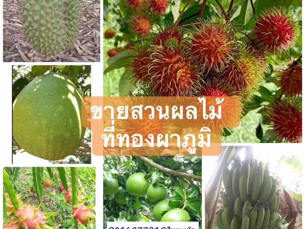 ขายสวนผลไม้10ไร่2งานพร้อมบ้านหลายหลัง ทองผาภูมิ กาญจนบุรี เหมา10ล้าน แบ่งจ่ายครึ่งค่อยโอน