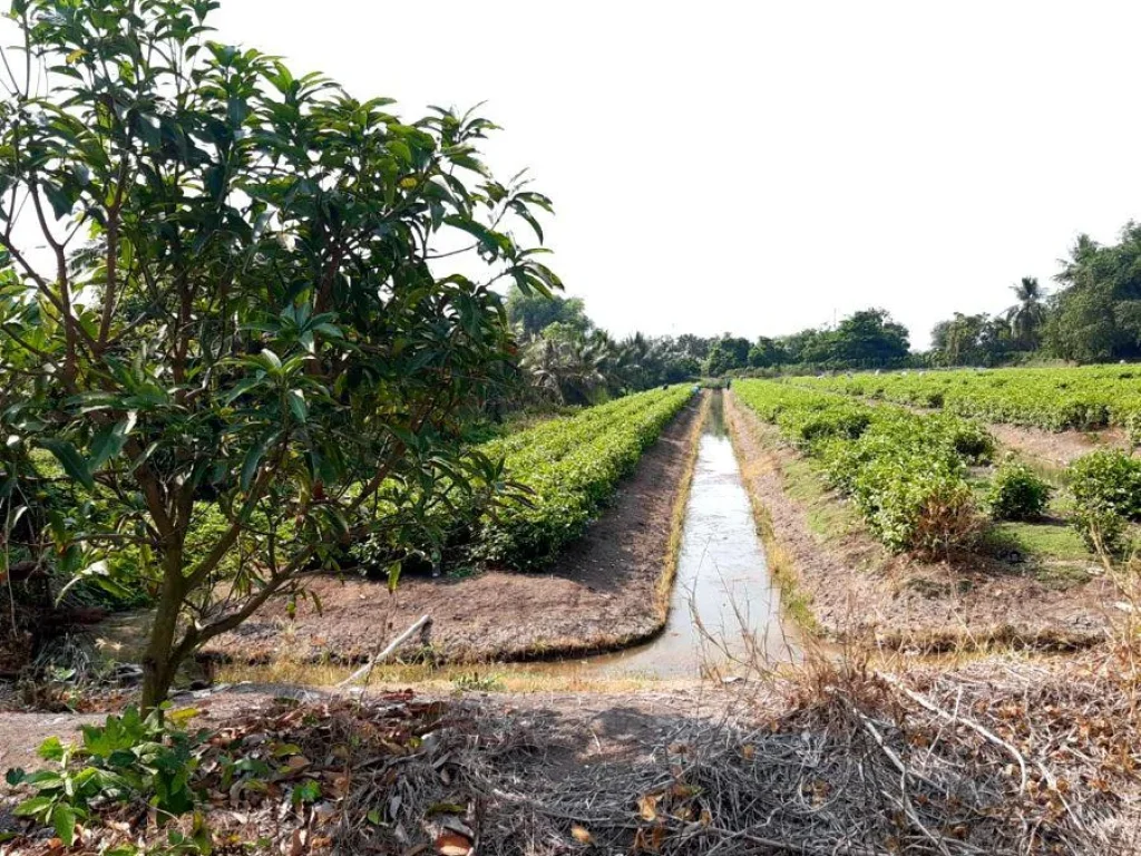 ขาย ที่ดินสวนมะลิ แปลงสวย ราคาถูก ติดถนนสาธารณะ50เมตร ใกล้ชุมชน เนื้อที่ 3ไร่ เหมาะปลูกบ้านทำเกษตรหรือทำธุรกิจ