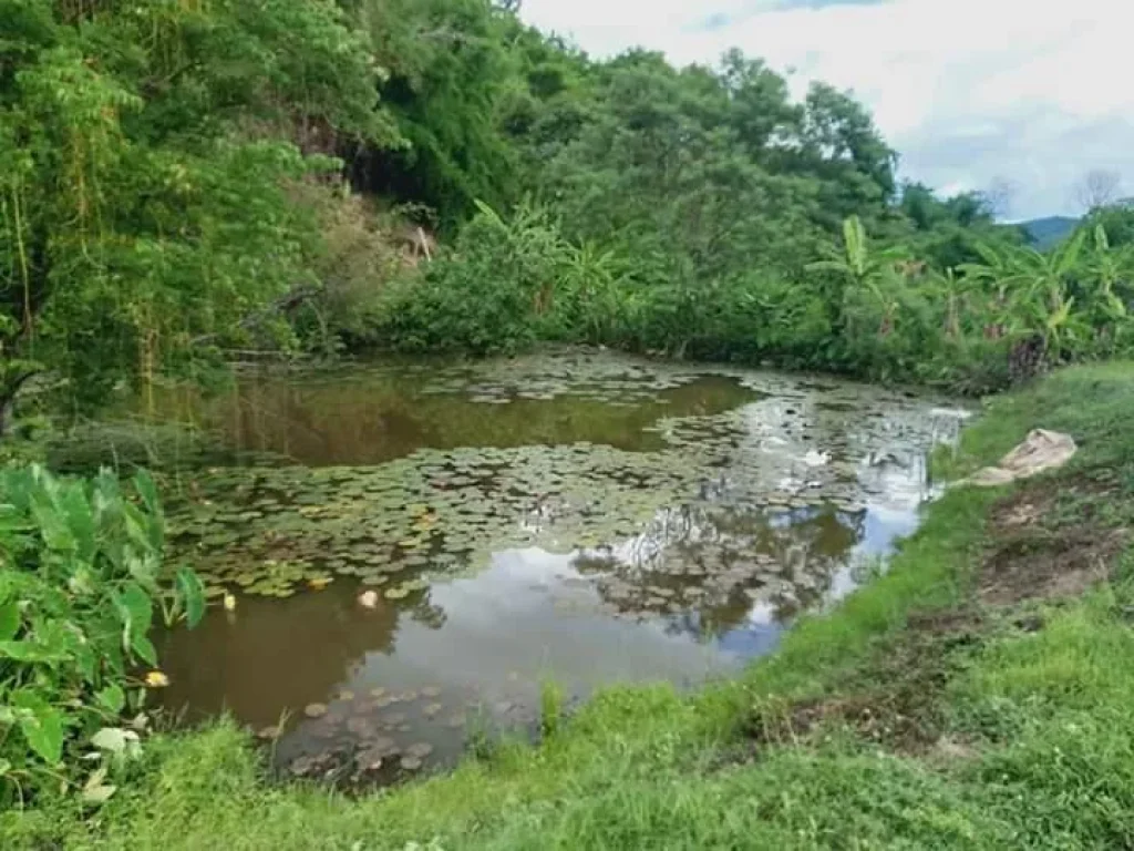 ขายที่ดินมีหนองน้ำ ลำธาร โฉนดพร้อมโอน สะเมิงเหนือ ราคาถูก