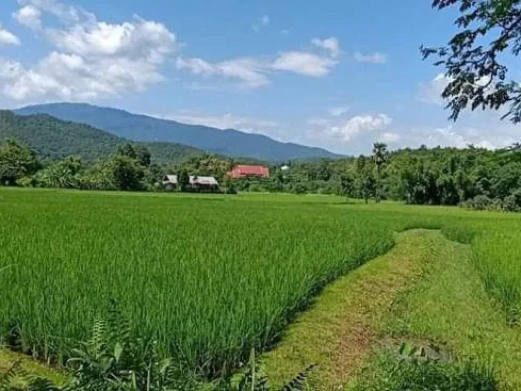 ขายที่ดินวิวดอยบ้านไร่กองขิง หนองควาย วิวดอย