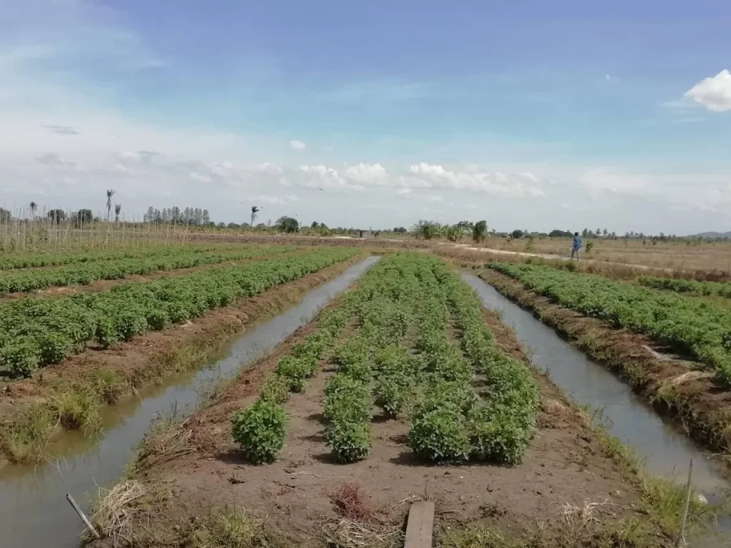 ขายที่ดินแปลงสวนผัก 38 ไร่ ตพลับพลาไชย ออู่ทอง จสุพรรณบุรี