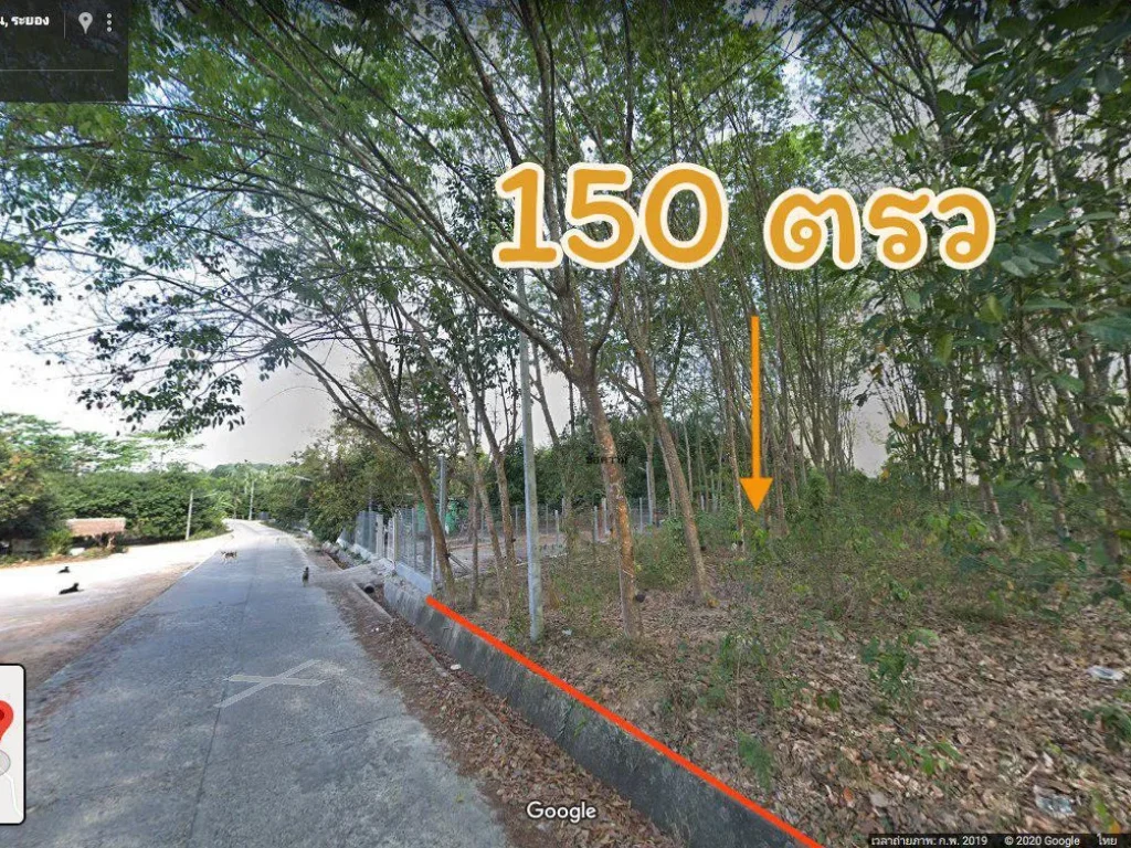 ขายที่ดิน 150 ตรว มีต้นยาง ติดถนนคอนกรีต ตรงข้ามร้านอาหารครัวชายป่า