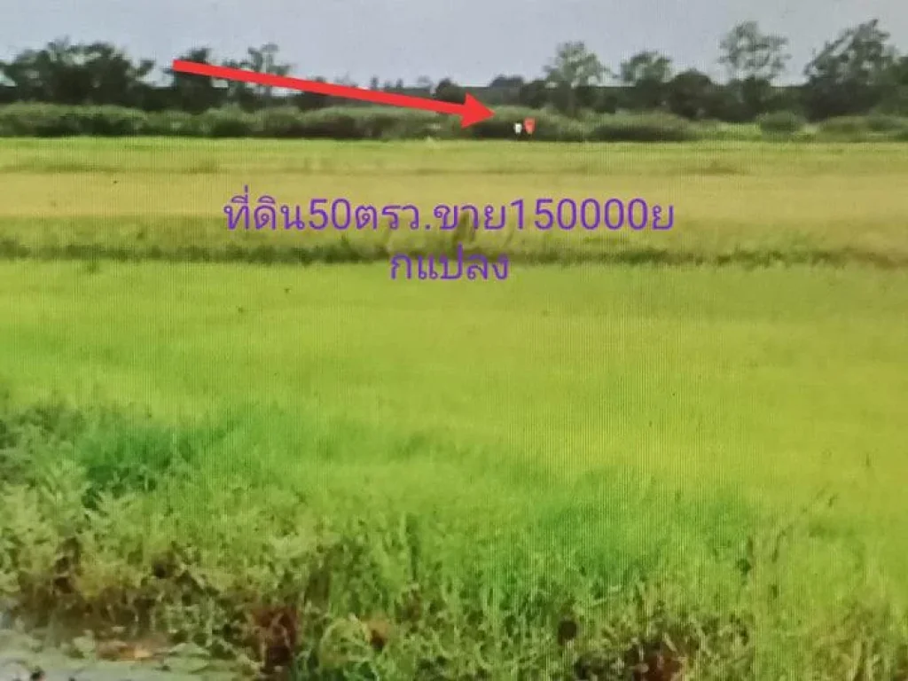 ขายที่ดินแปลงเล็กราคาถูก50ตรว