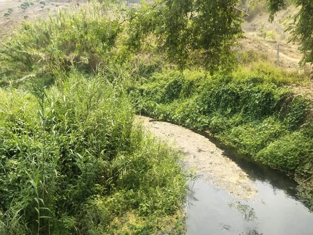 ขายที่ดินติดน้ำปิงติดลำธาร ติดเขา เชียงดาว ราคาถูก