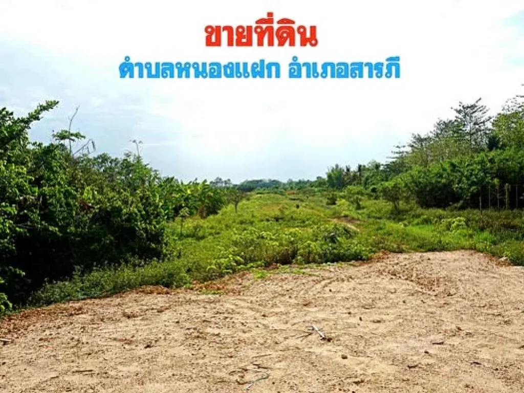 ขายที่ดิน ตำบลหนองแฝก อำเภอสารภี จังหวัดเชียงใหม่