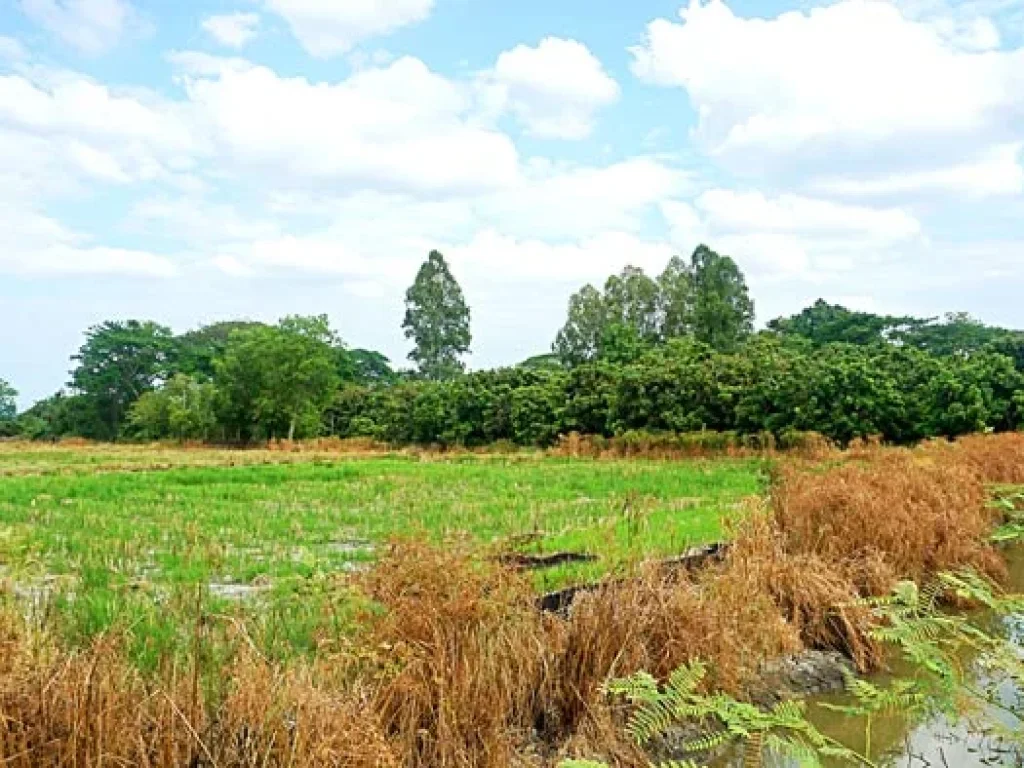 ขายที่ดิน ตำบลหนองแฝก อำเภอสารภี จังหวัดเชียงใหม่