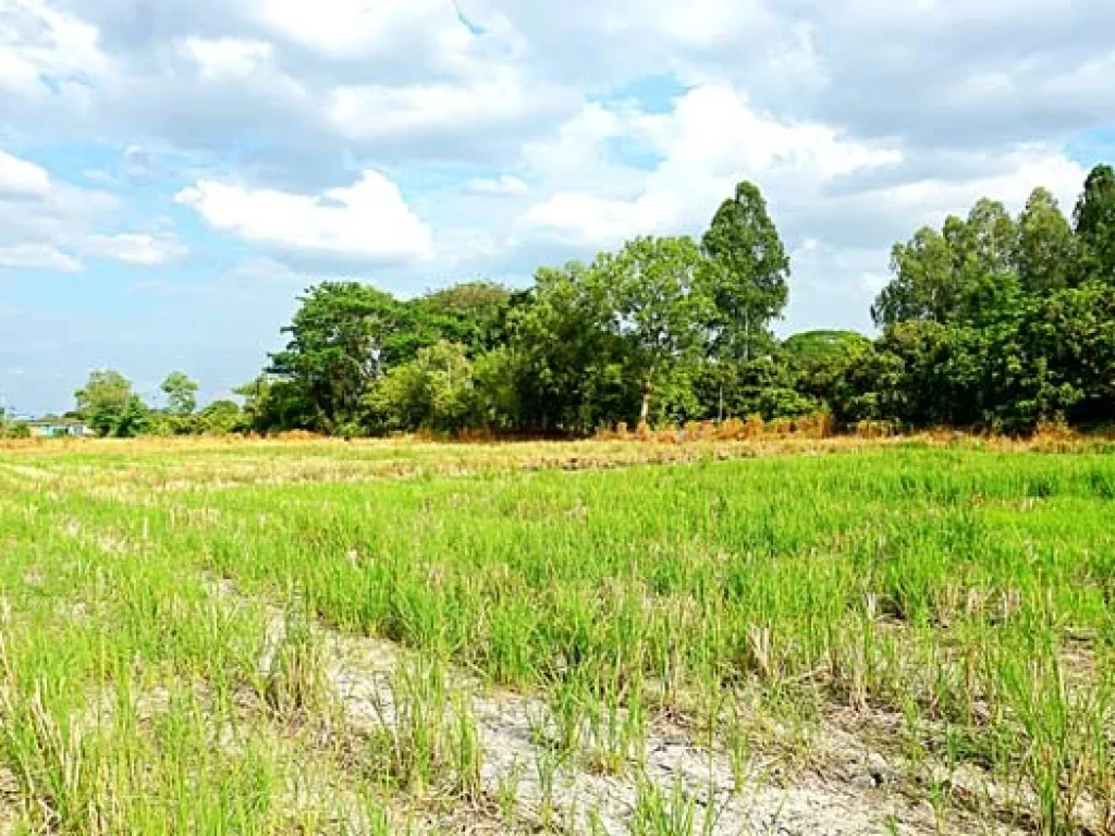 ขายที่ดิน ตำบลหนองแฝก อำเภอสารภี จังหวัดเชียงใหม่