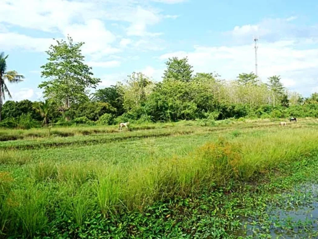 ขายที่ดิน ตำบลหนองแฝก อำเภอสารภี จังหวัดเชียงใหม่