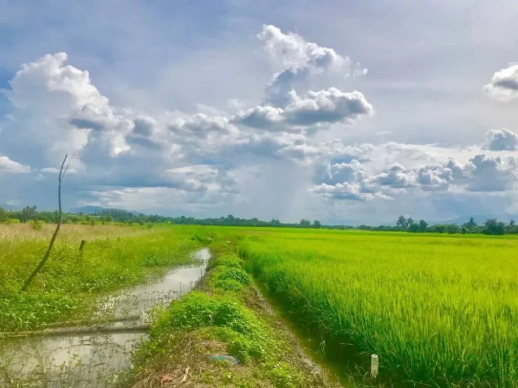 ที่นาแบ่งขาย 200 ตรว พิกัดบ้านน้ำดิบ ป่าซาง ลำพูน ที่ดินวิวสวย ใกล้สถานที่ราชการ